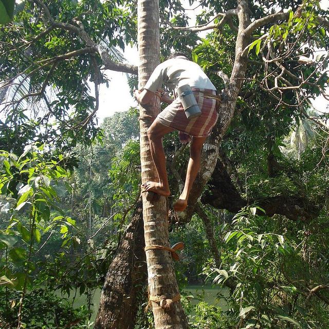 A toddy tapper climbing a coconut palm