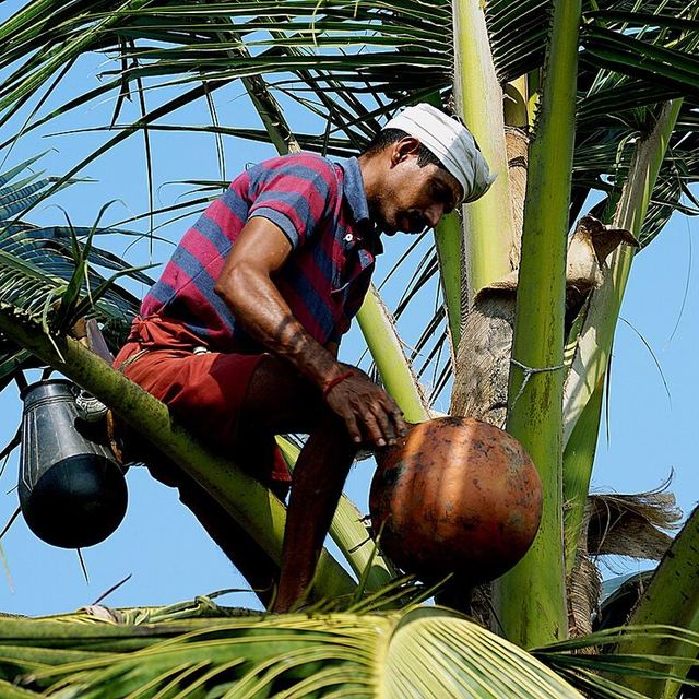 A toddy tapper at the crown of a coconut palm, collecting sap in a clay pot