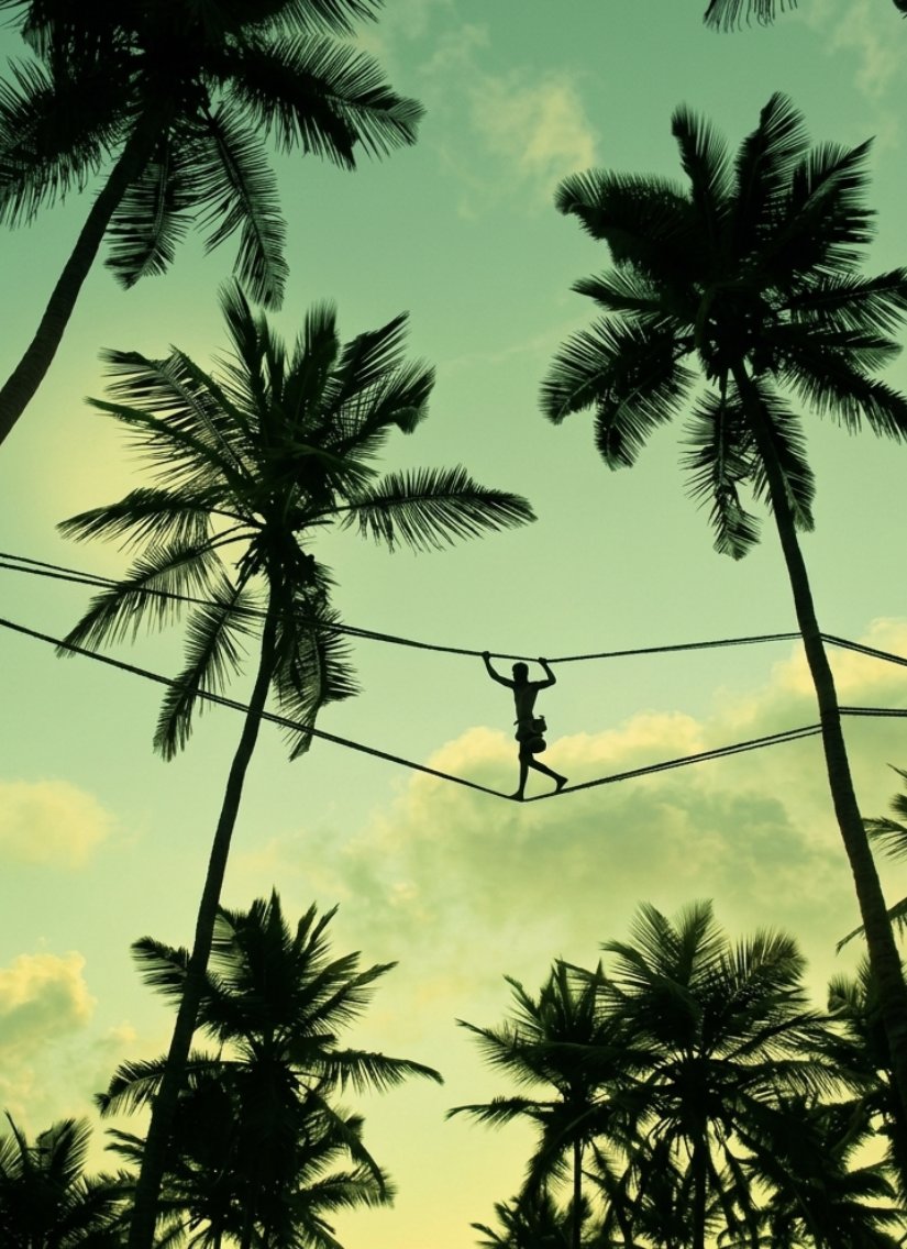 A toddy tapper crossing the rope skywalk between coconut palm crowns